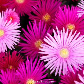 Lampranthus sp. à petites fleurs