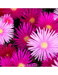 Lampranthus à petites feuilles