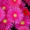 Lampranthus sp. à petites fleurs