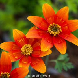 Bidens 'Bidy Gonzales'