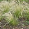 Stipa tenuissima 'Pony Tails' - Cheveux d'ange