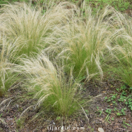 Stipa tenuissima 'Pony Tails'