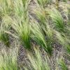 Stipa tenuissima 'Pony Tails' - Cheveux d'ange