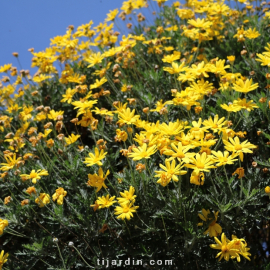 Euryops 'Pectinatus'