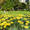 Euryops 'Pectinatus'