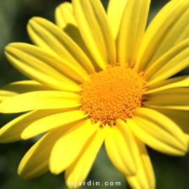 Euryops 'Pectinatus'