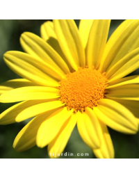 Euryops 'Pectinatus'