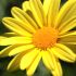Euryops pectinatus - Marguerite des savanes