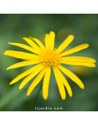 Euryops Chrysanthemoïdes