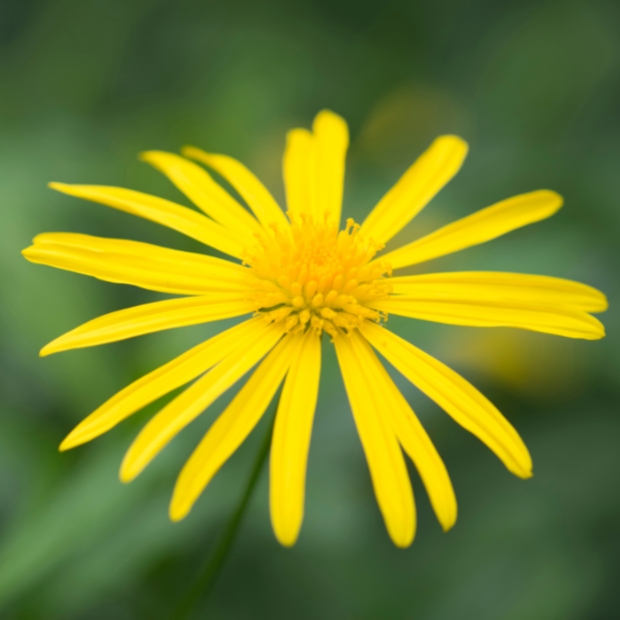 Euryops : Marguerite des savanes à fleurs jaune vif, soins - Tijardin