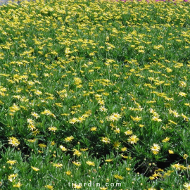 Euryops Chrysanthemoïdes