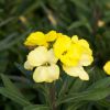 Erysimum winter - Fausse Giroflée vivace