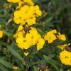 Erysimum winter - Fausse Giroflée vivace