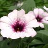 Petunia 'Potunia'