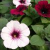 Petunia 'Potunia'