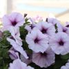 Petunia 'Potunia'