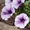 Petunia 'Potunia'