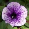 Petunia 'Potunia'