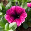 Petunia 'Potunia'