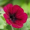 Petunia 'Potunia'