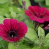 Petunia 'Potunia'