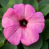 Petunia 'Potunia'