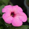 Petunia 'Potunia'