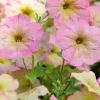 Petunia 'Potunia'