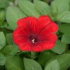 Petunia 'Potunia'