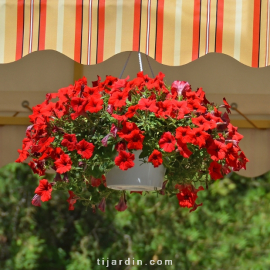 Petunia 'Potunia'