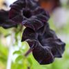 Petunia 'Potunia'