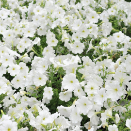 Pétunia 'Potunia'