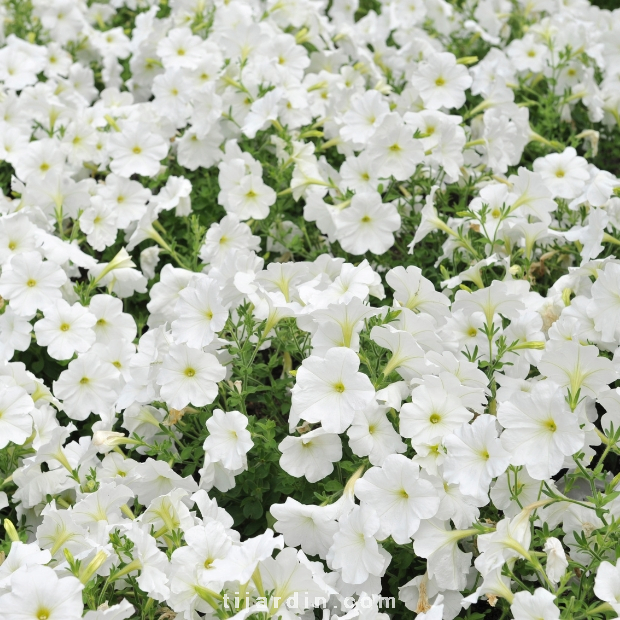 Petunia 'Potunia'