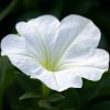 Petunia 'Potunia'