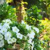 Petunia 'Potunia'