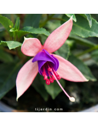 Fuchsia Bella - Mariska®