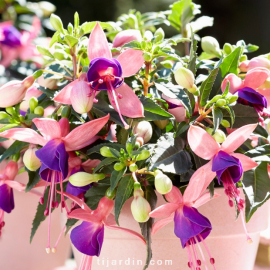 Fuchsia Bella - Mariska®