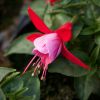 Fuchsia Bella - Nikita®