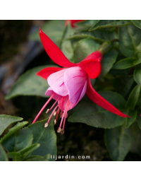 Fuchsia Bella - Nikita®