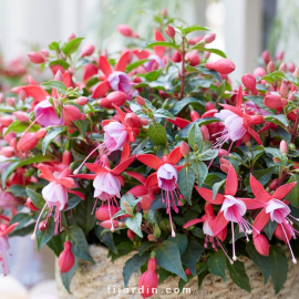 Fuchsia Bella - Nikita®