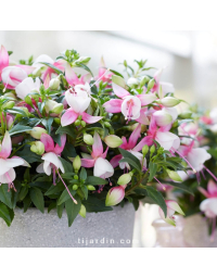 Fuchsia Bella - Lisa®