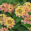 Lantana camara 'Bandana Peach'