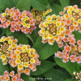 Lantana camara 'Bandana Peach'