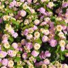 Lantana camara 'Lucky Lavender'