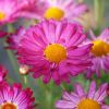 Anthemis Molimba - Marguerite vivace