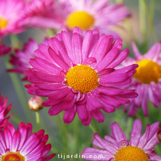 Anthemis Molimba : fleurs hybrides colorées, achat, conseil - Tijardin