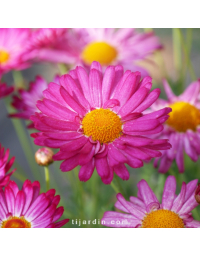 Anthemis Argyranthemum Frutescens - Marguerite des Canaries