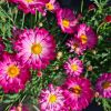 Anthemis Molimba - Marguerite vivace