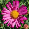 Anthemis Molimba - Marguerite vivace