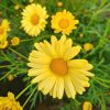 Anthemis Molimba - Marguerite vivace